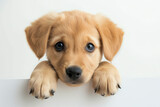 Fototapeta Londyn - portrait of adorable puppy on white background, AI generated