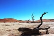 Ausgetrockneter See mit vertrockneten Bäumen umgeben von der afrikanischen Sandwüste in Sossusvlei, Namibia.