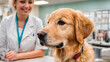 © Gabriel - closeup of golden retriever puppy looking at camera, at the vet's office. Behind, out of focus, the veterinarian smiling.