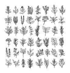 Wall Mural - plants branches black and white lineart style. vector grayscale set of flora elements, northern, tro