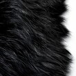 black fur background.
