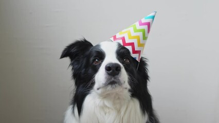 Poster - Happy Birthday party concept. Funny cute puppy dog border collie wearing birthday silly hat isolated on white background. Pet dog on Birthday day