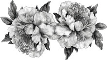 a black and white drawing of two large flowers with leaves on each side of the flower and a smaller flower on the other side of the flower.