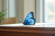 Big beautiful monarch butterfly resting on desk at house interior, beautiful window light, out of focus background