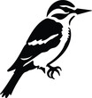 downy woodpecker  silhouette