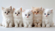 adorable group of 5 white persian cats sitting