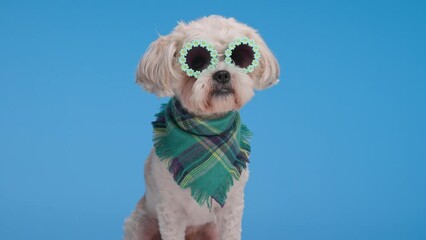 Wall Mural - closeup of adorable bichon wearing round flowers sunglasses and scarf sitting on blue background and looking to side