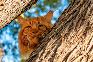 Wall Mural - A very big red maine coon cat sitting on a tree in forest.