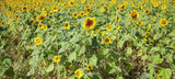 Fototapeta Nowy Jork - Sunflower field on a sunny day, selective focus.