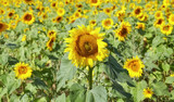 Fototapeta Nowy Jork - Sunflower field on a sunny day, selective focus.