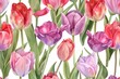 Beautiful pink and purple tulips on a clean white background. Perfect for spring and floral themes