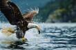 An eagle catching fish from the water surface of a lake.