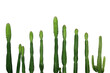 Tropical succulent plant Cowboy cactus (Euphorbia Ingens)