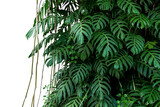 Fototapeta Koty - Green leaves of native Monstera (Epipremnum pinnatum) liana plant growing in wild climbing on jungle tree, tropical forest plant evergreen vines bush