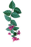 Fototapeta Koty - Red purple flowers with green leaves of tropical bleeding heart vine or bagflower (Clerodendrum spp.) the liana flowering vine plant from tropical west Africa
