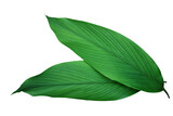Fototapeta Koty - Green leaves of turmeric (Curcuma longa) ginger medicinal herbal plant