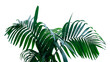 Dark green leaves of rainforest palm tree the tropical foliage plant