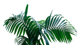 Fototapeta Koty - Dark green leaves of rainforest palm tree the tropical foliage plant