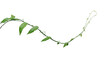 Twisted jungle vines climbing plant, green leaves vines of Tiliacora triandra medicinal plant native to Southeast Asia.