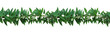 Horizontal seamless nature border with green leaves twisted vines ivy plant, bunch of skunkvine or Chinese fever vine tropical forest plant