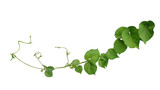 Fototapeta Koty - Twisted jungle vines liana plant Cowslip creeper vine (Telosma cordata) with heart shaped green leaves and flowers
