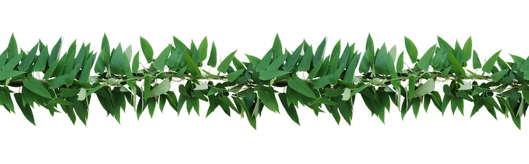 Sticker - Horizontal seamless nature border with green leaves twisted vines ivy plant, bunch of skunkvine or Chinese fever vine tropical forest plant