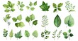 © progressman - a bunch of green leaves on a white background