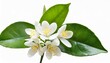 neroli blossom branch with white flowers buds and leaves isolated transparent png orange tree citrus bloom