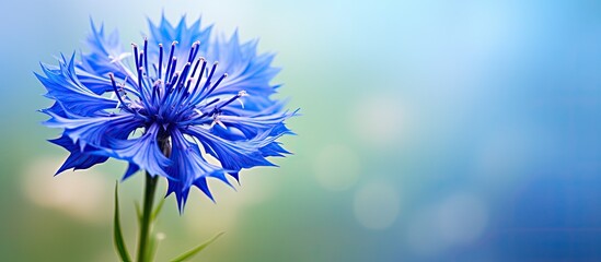 Canvas Print - A detailed view of a vibrant blue cornflower blooming against a soft, blurred background, highlighting the delicate beauty of spring and summer wildflowers in their natural habitat.