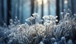 © Raymond - frost covered plants in winter forest at foggy sunrise abstract winter nature background