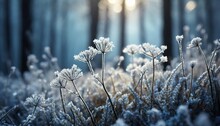 Frost Covered Plants In Winter Forest At Foggy Sunrise Abstract Winter Nature Background