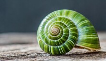 Green Snail Shell