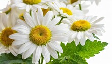 Chamomile Flowers Buds And Leaves Bunch Isolated Transparent Png White Daisy In Bloom Chamaemelum Nobile Herbal Medicine Plant