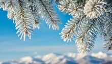 idyllic winter scene background with snowy fir tree branches covered with hoarfrost