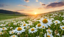 Daisies On A Spring Meadow At Sunrise