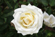 White rose in a garden