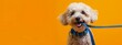 © JovialFox - Adorable poodle holding a leash in its mouth, ready for a walk, against a bright orange background, showcasing playfulness and anticipation. Concept of pets, playfulness, and companionship.