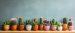 A straight row of various cacti and succulents in pots placed neatly on a rustic wooden shelf. The plants are thriving and adding a touch of greenery to the indoor space.