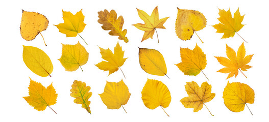 Wall Mural - set of yellow leaves isolated transparent png. autumn colored canada and japanese maple, oak, linden