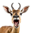 Antelope's startled facial expressionisolated on transparent background, element remove background, element for design - animal, wildlife, animal themes