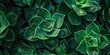 Macro close-up of green succulent plant leaves texture. Botanical background with tropical foliage. Nature concept