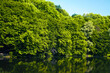 Summer forest with green trees and small lake