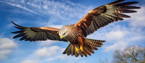 Sticker - A large bird of prey, a majestic red kite, is seen flying through the air over the stunning blue skies of Reading. The birds wings are spread wide as it soars gracefully through the sky.