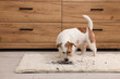 © New Africa - Cute dog near mud stain on rug indoors. Space for text
