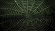 © Derby - Spider web, intricate design of nature