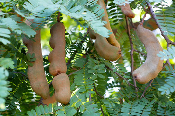 Sticker - Tamarind fruits with green leaves