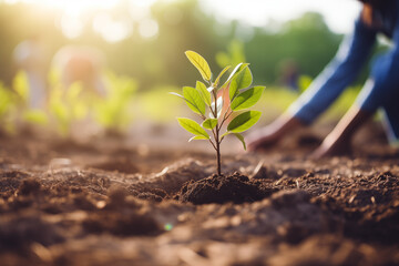 close up of person planting a new tree in the soil in reforestation effort. plant new trees for envi