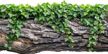 Green Ivy Leaves Growing Over A Rustic Wooden Log Isolated On A White Background.
