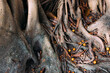 © Heng Yu/Stocksy - Banyan tree roots