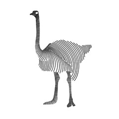 Wall Mural - Simple line art illustration of an ostrich 3